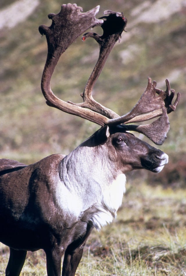 Male Porcupine caribou (R. t. granti) in Alaska