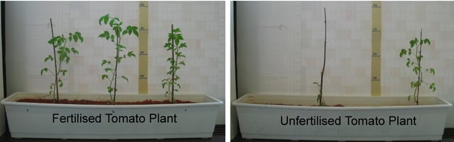 Six tomato plants grown with and without nitrate fertilizer on nutrient-poor sand/clay soil.