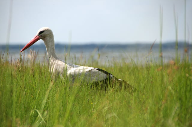 White storks are native to south-western and north-western Ukraine.