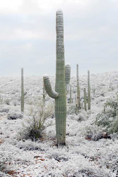 During wintertime, snow may fall in Tucson on rare occasions.