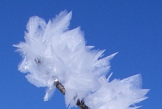 Feather ice on the plateau near Alta, Norway. The crystals form at temperatures below −30 °C (−22 °F).