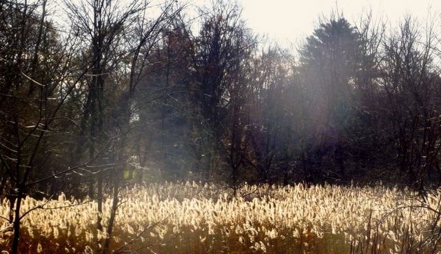 Phragmites glowing in the marshes on the peninsula trail