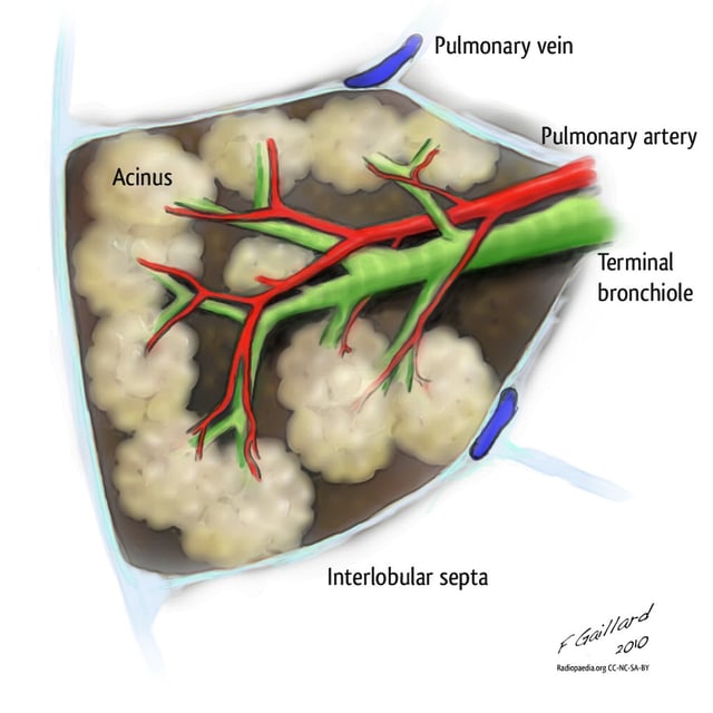 A lobule of the lung enclosed in septa and supplied by a terminal bronchiole that branches into the respiratory bronchioles.