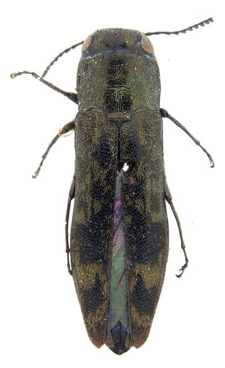 Agrilus horni lectotype.