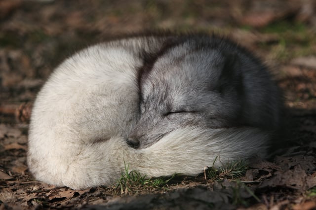 The Arctic fox is the only indigenous land mammal in Iceland and was the only land mammal prior to the arrival of humans