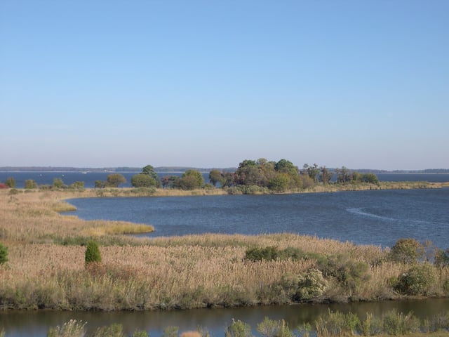 Tidal wetlands of the Chesapeake Bay, the largest estuary in the United States and the largest water feature in Maryland