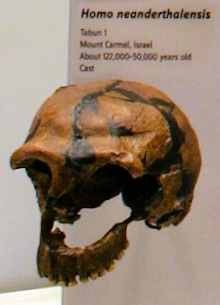 The southernmost Neanderthal: Homo neandertalensis fossil from Tabun Cave, Israel. 120.000–50.000 BC. Israel Museum.