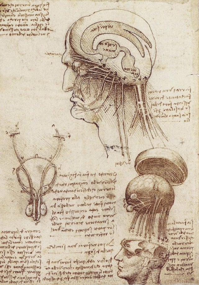 Leonardo's physiological sketch of the human brain and skull (1510)