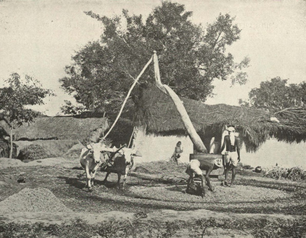 Old-fashioned Indian Sugarcane Press, c. 1905