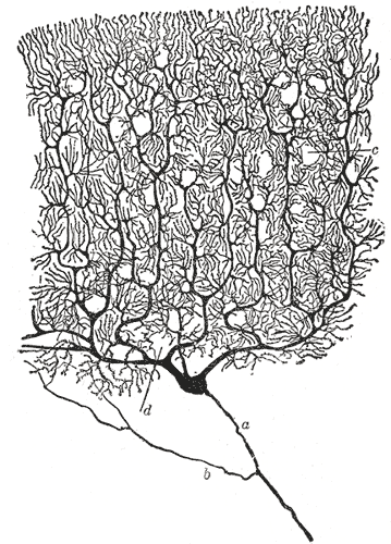 Drawing of a Purkinje cell in the cerebellar cortex done by Santiago Ramón y Cajal, demonstrating the ability of Golgi's staining method to reveal fine detail