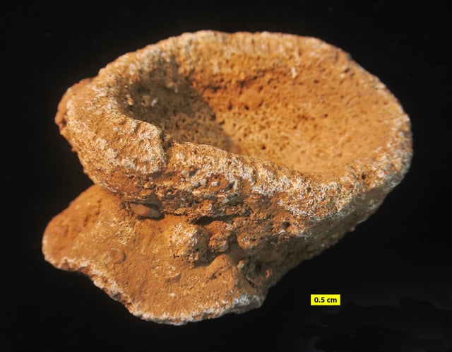 Raphidonema faringdonense, a fossil sponge from the Cretaceous of England