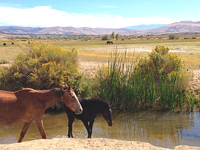 Reno Nevada and the Truckee Meadows south west of the Reno Tahoe International Airport has a large herd of Mustang horses. These horses nurse and range around the runoff of Steamboat Creek. The Mustang is a notable iconic image of the Nevada range land which includes Reno.
