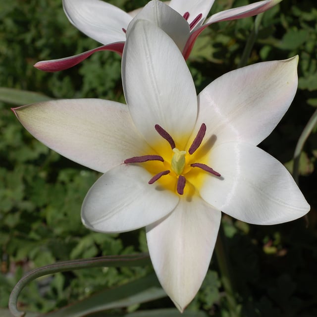 Star-shaped flower of Tulipa clusiana with three sepals and three petals, forming six identical tepals