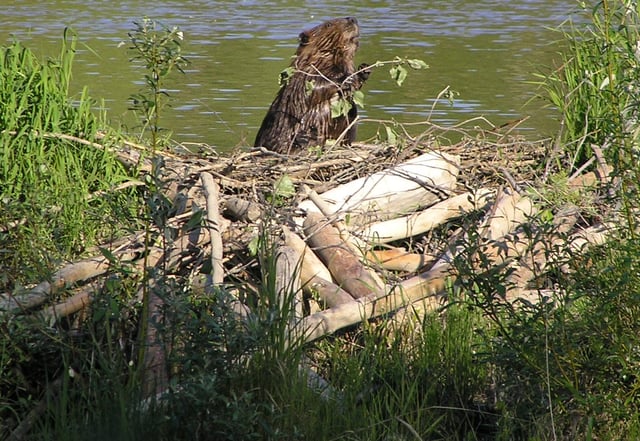 Some rodents, like this North American beaver with its dam of gnawed tree trunks and the lake it has created, are considered ecosystem engineers.