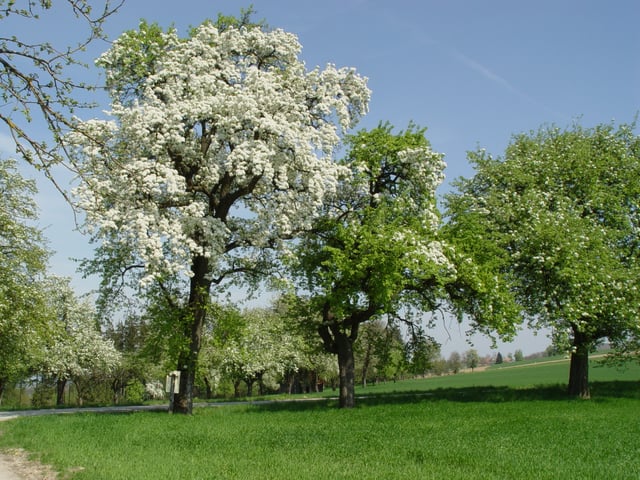 Blooming fruit trees, a tourist attraction in the Southern part of Limburg