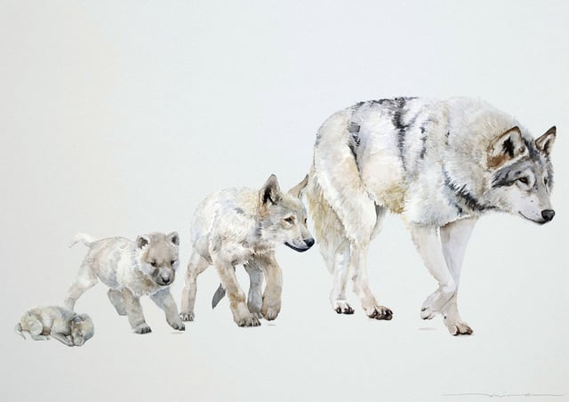 Illustrated growth stages of the northwestern wolf: newborn, three weeks old, two months old, and one-year-old adult