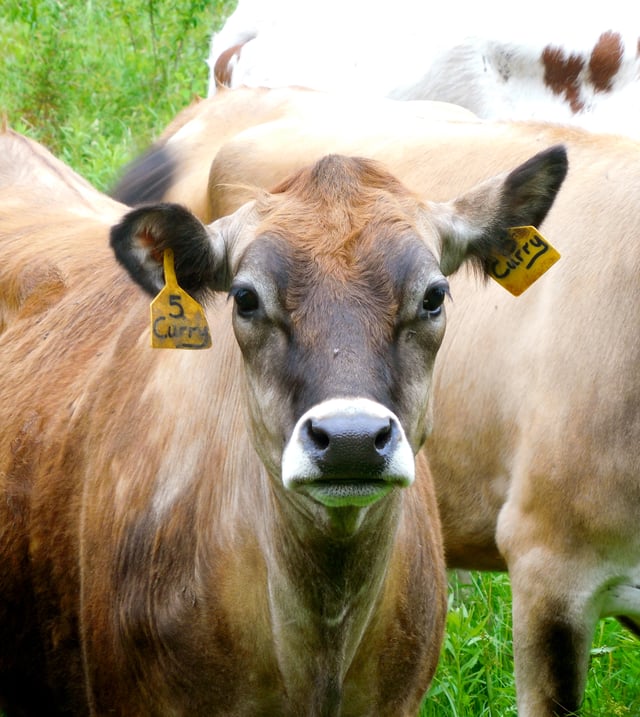 Ear postures of cows are studied as indicators of their emotional state and overall animal welfare.