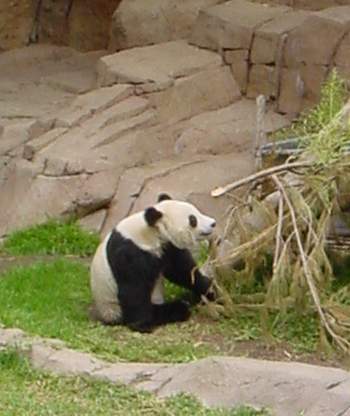 Bamboo is the main food of the giant panda, making up 99% of its diet.