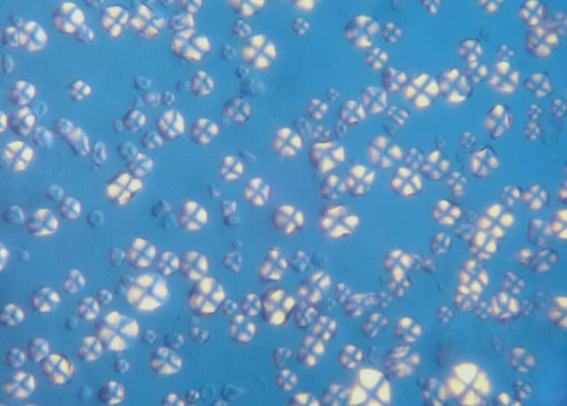 Starch, 800x magnified, under polarized light, showing characteristic extinction cross