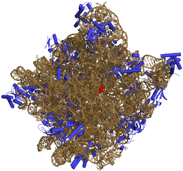 Three-dimensional representation of the 50S ribosomal subunit. Ribosomal RNA is in ochre, proteins in blue. The active site is a small segment of rRNA, indicated in red.