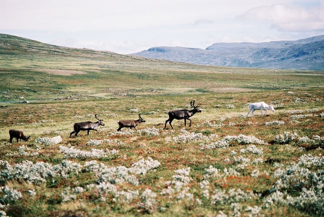 Reindeer in Jämtland's mountain range.