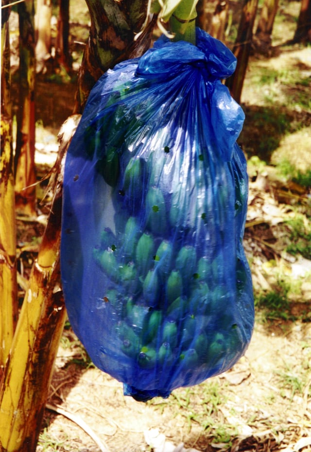 Banana bunches are sometimes encased in plastic bags for protection.