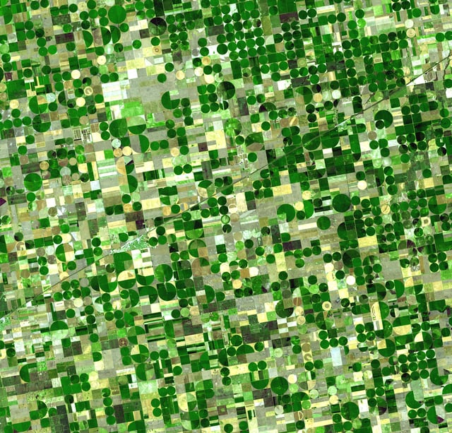 Circular irrigated crop fields in Kansas. Healthy, growing crops of corn and sorghum are green (sorghum may be slightly paler). Wheat is brilliant gold. Fields of brown have been recently harvested and plowed or have lain in fallow for the year.