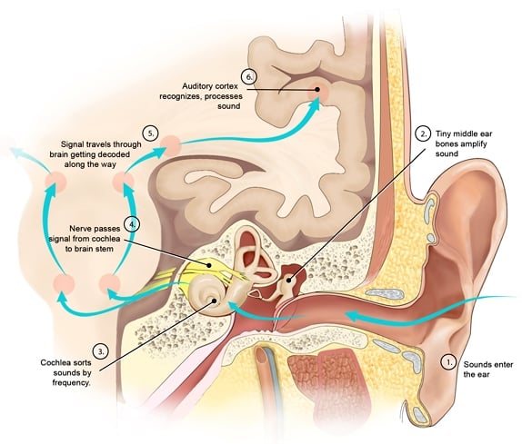 Diagram of signal processing in the auditory system