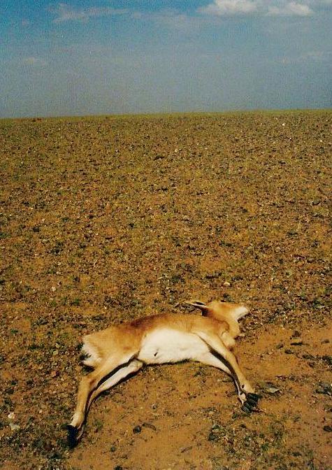 A Mongolian gazelle dead due to drought.