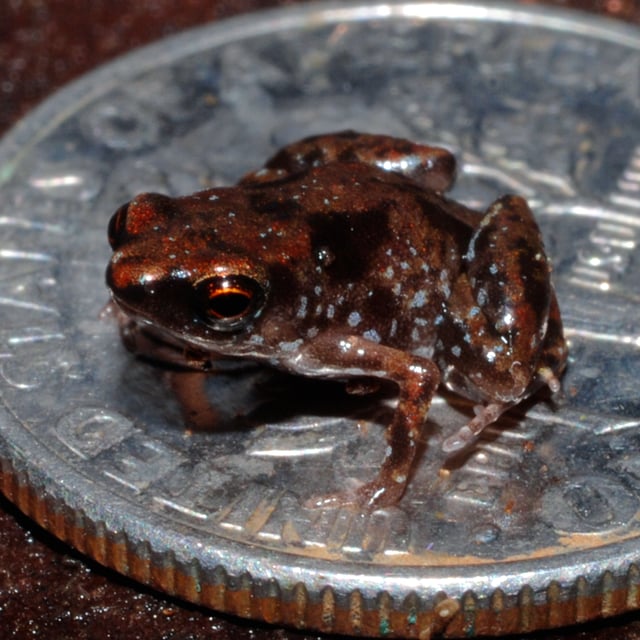 The world's smallest known vertebrate, Paedophryne amauensis, sitting on a U.S. dime. The dime is 17.9 mm in diameter, for scale