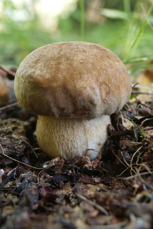 Summer cep occurs in deciduous oak forests.