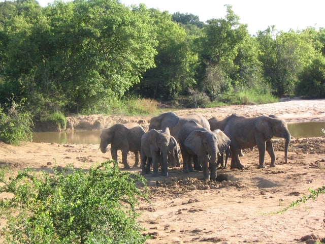 African bush elephants in Yankari National Park, Nigeria