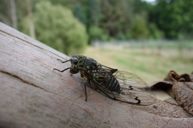 Chorus cicada, a species endemic to New Zealand