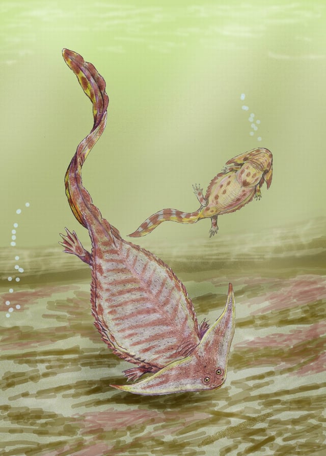 The Permian lepospondyl Diplocaulus was largely aquatic