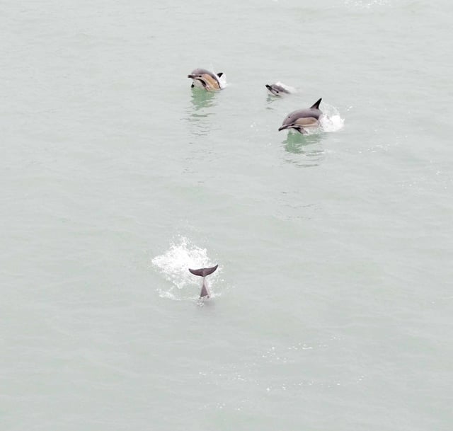 Common dolphins porpoising with a ferry at Batumi port