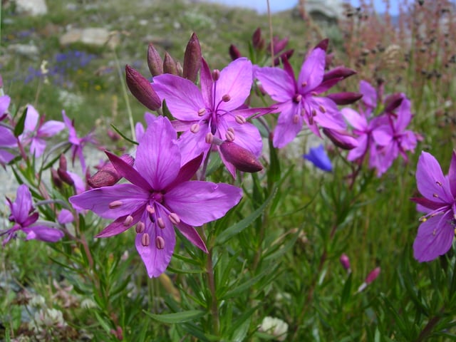 Chamaenerion fleischeri