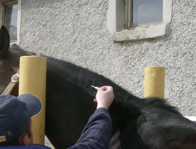 Horse microchipping