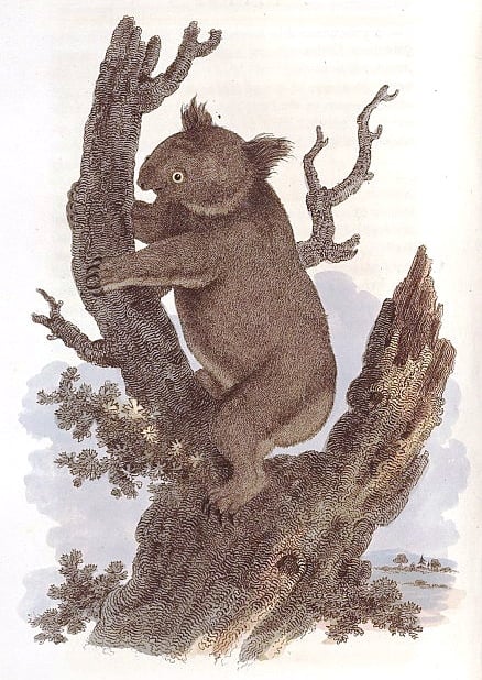 George Perry's illustration in his 1810 Arcana was the first published image of the koala.