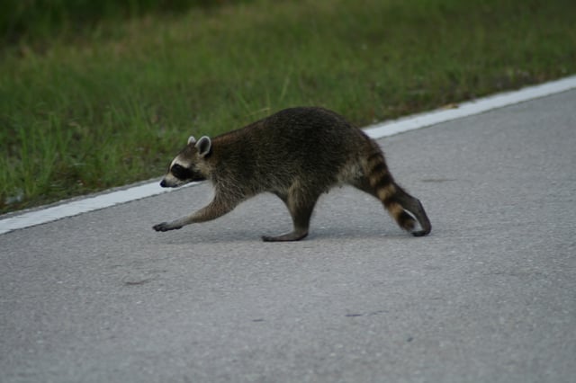 Young Florida raccoon (P. l. elucus) crossing a road
