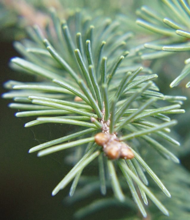 Leaves of the White Spruce (Picea glauca