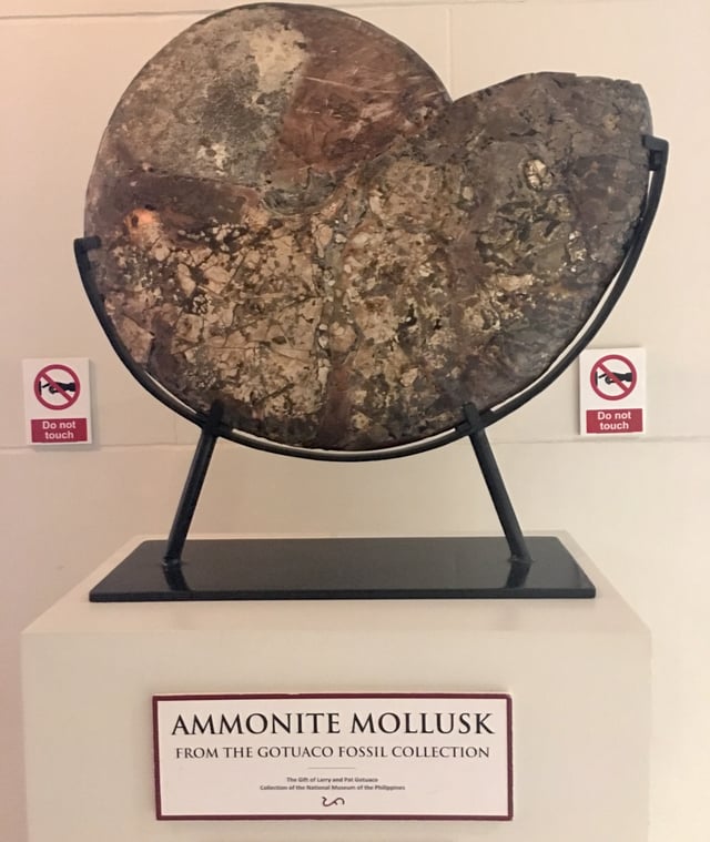 Fossilized Ammonite Mollusc displayed at Philippine National Museum.