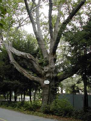 Natick Station Tree