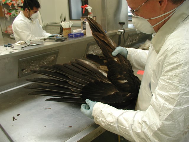 Staff at the National Eagle Repository processing a bald eagle