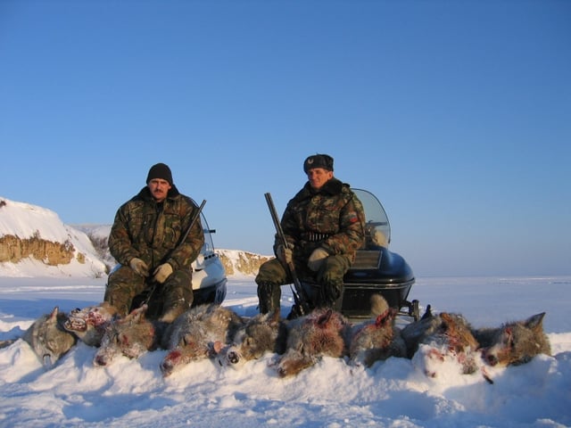 Carcasses of hunted wolves in Russia