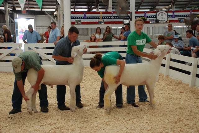 Sheep being judged for adherence to their breed standard, and being held by the most common method of restraint