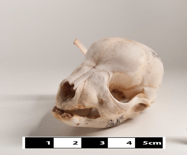 Skull of a dog