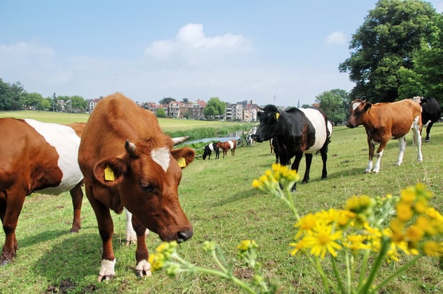 Cows near the city of Arnhem