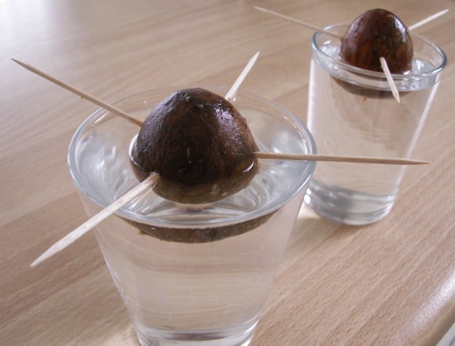 A common technique to germinate avocados at home is to poke the avocado with toothpicks and leave it partially submerged in indirect light