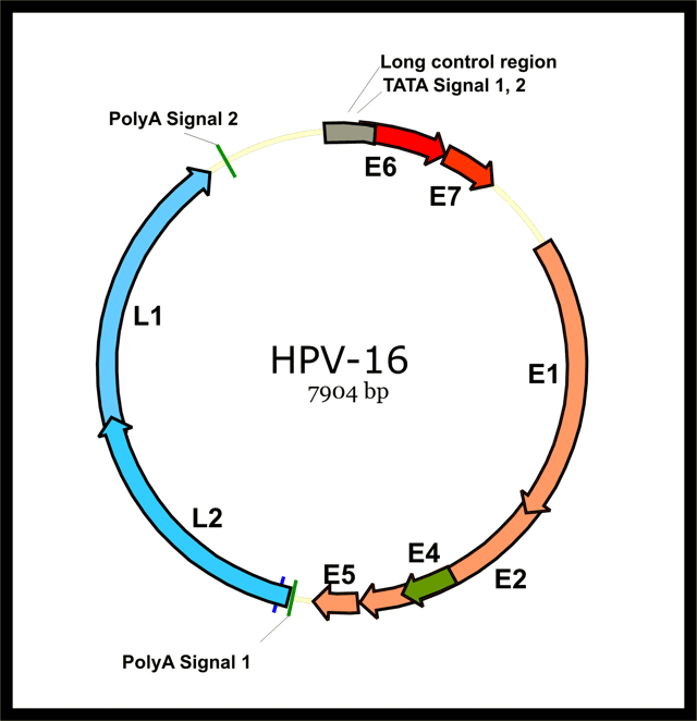 Genome organization of human papillomavirus type 16, one of the subtypes known to cause cervical cancer (E1-E7 early genes, L1-L2 late genes: capsid)