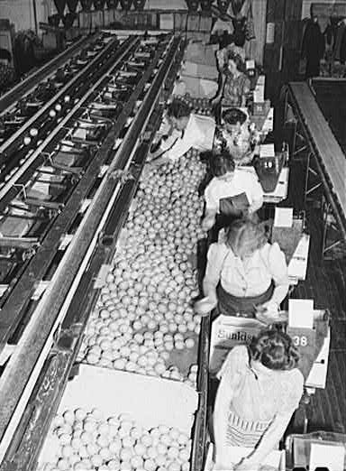 Women packing oranges at the Sunkist packing plant, Redlands, California, 1943